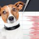 Hayvanlar depremi önceden sezebilir mi?