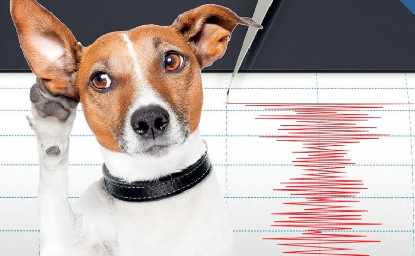 Hayvanlar depremi önceden sezebilir mi?