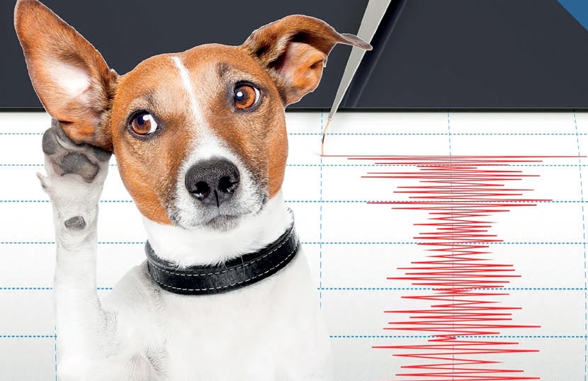 Hayvanlar Depremi Onceden Hissedebilir Mi Herkese Bilim Teknoloji
