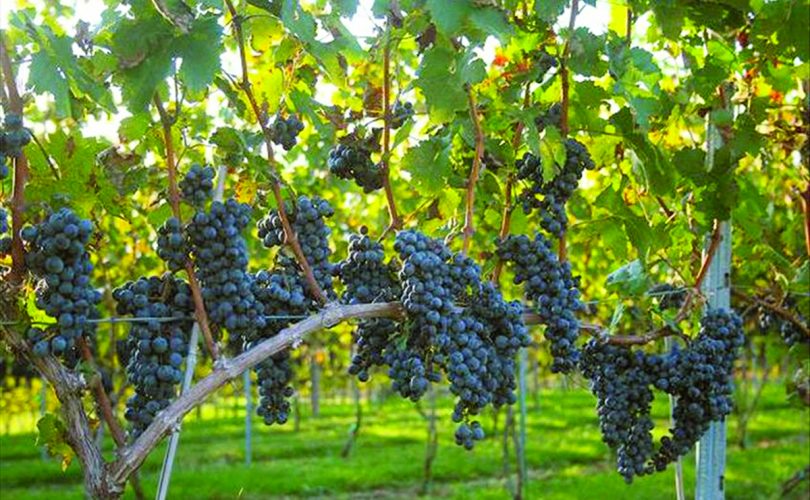 İyi şarabın sırrı…