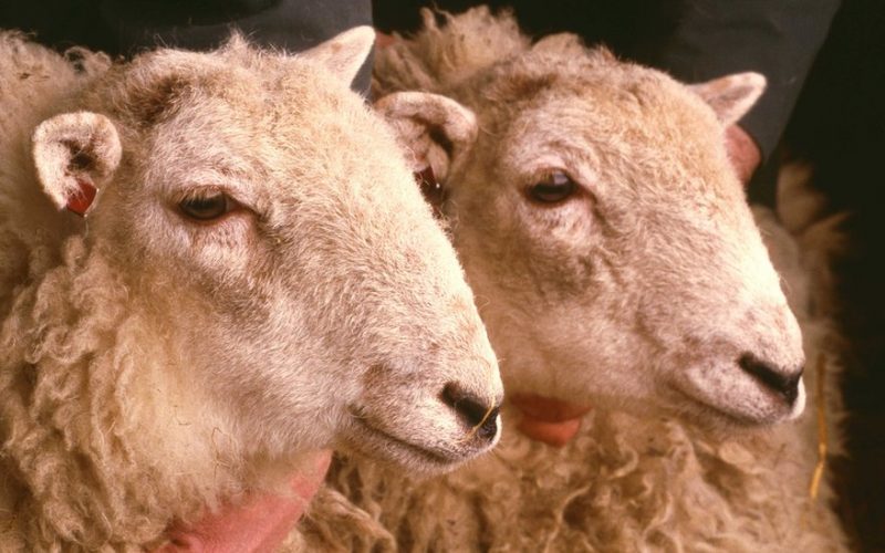Dolly: 25 yıl önce büyük heyecan yaratan ilk klon koyun