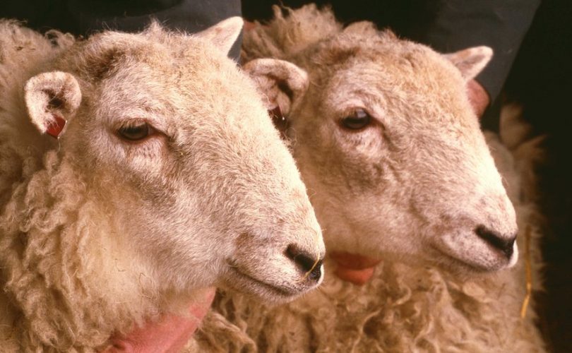 Dolly: 25 yıl önce büyük heyecan yaratan ilk klon koyun