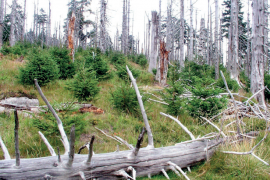 Isınan dünyanın kaybolan türleri