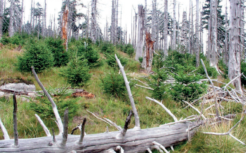 Isınan dünyanın kaybolan türleri
