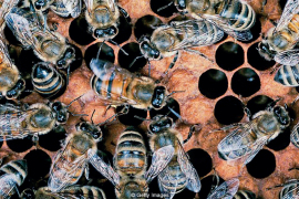Kolektif zekanın sırrı sakın arılarda olmasın?