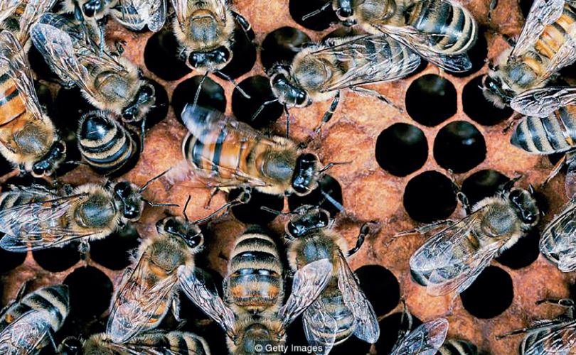 Kolektif zekanın sırrı sakın arılarda olmasın?