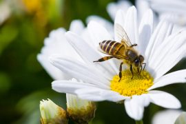 Arılar nasıl vejetaryen oldu?