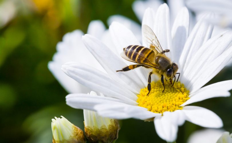 Arılar nasıl vejetaryen oldu?