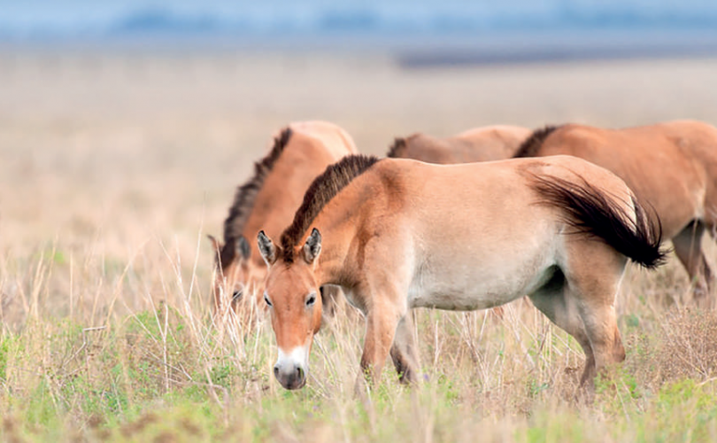 Hint-Avrupa dilleri Asya’ya nasıl yayıldı?