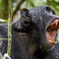 Maymunlarda şiddet: Şempanzeler, gorilleri öldürüyorlar