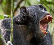 Maymunlarda şiddet: Şempanzeler, gorilleri öldürüyorlar