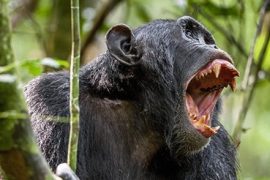 Maymunlarda şiddet: Şempanzeler, gorilleri öldürüyorlar