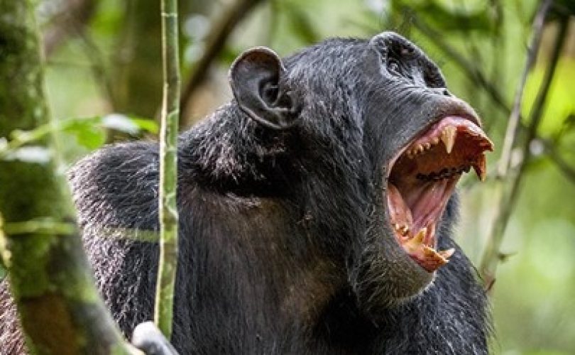 Maymunlarda şiddet: Şempanzeler, gorilleri öldürüyorlar