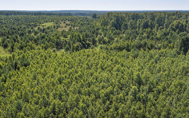 Rusya’daki ormanların büyümesi iklim krizini hafifletebilecek