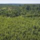 Rusya’daki ormanların büyümesi iklim krizini hafifletebilecek