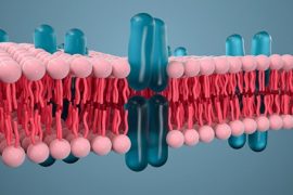 Mikroplastik hücre zarlarımıza nasıl zarar veriyor?