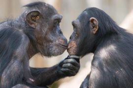 Şempanzeler de birbirlerini selamlıyorlar