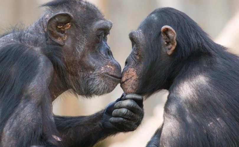 Şempanzeler de birbirlerini selamlıyorlar