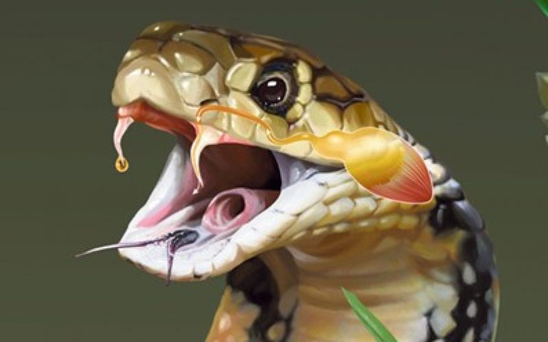 Yılanlar zehirli dişlerine nasıl kavuştular?