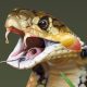 Yılanlar zehirli dişlerine nasıl kavuştular?