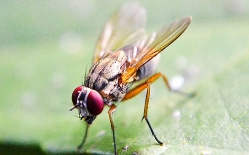 Yalnız kalan sinekler daha çok yiyip, daha az uyuyorlar
