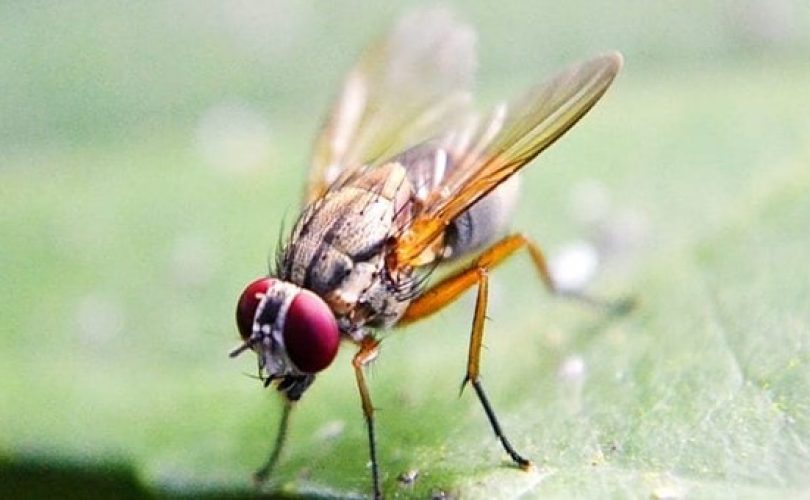 Yalnız kalan sinekler daha çok yiyip, daha az uyuyorlar
