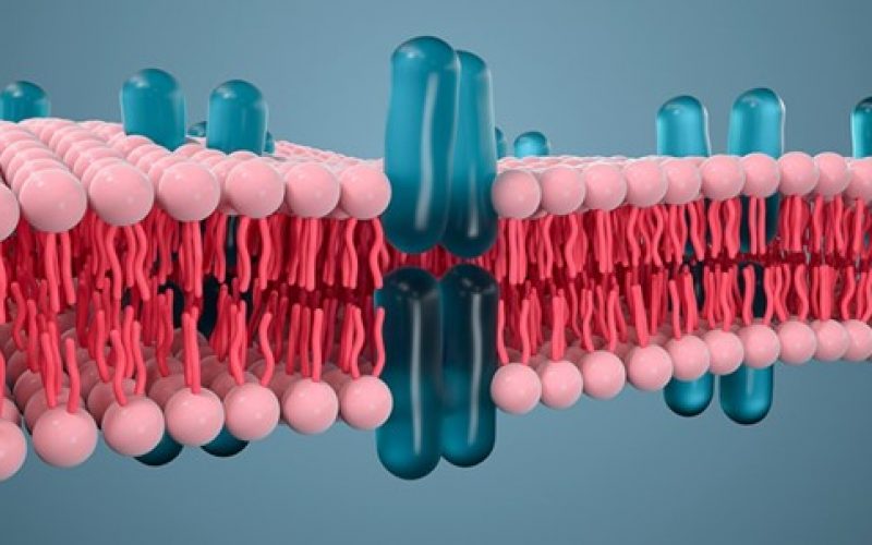 Mikroplastik hücre zarlarımıza nasıl zarar veriyor?