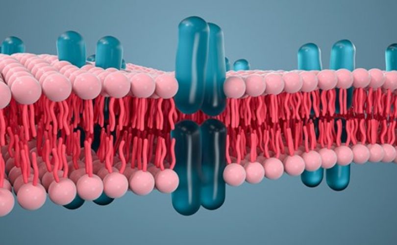 Mikroplastik hücre zarlarımıza nasıl zarar veriyor?