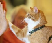 Kediler sizi anlar ama siz kedileri anlayamazsınız