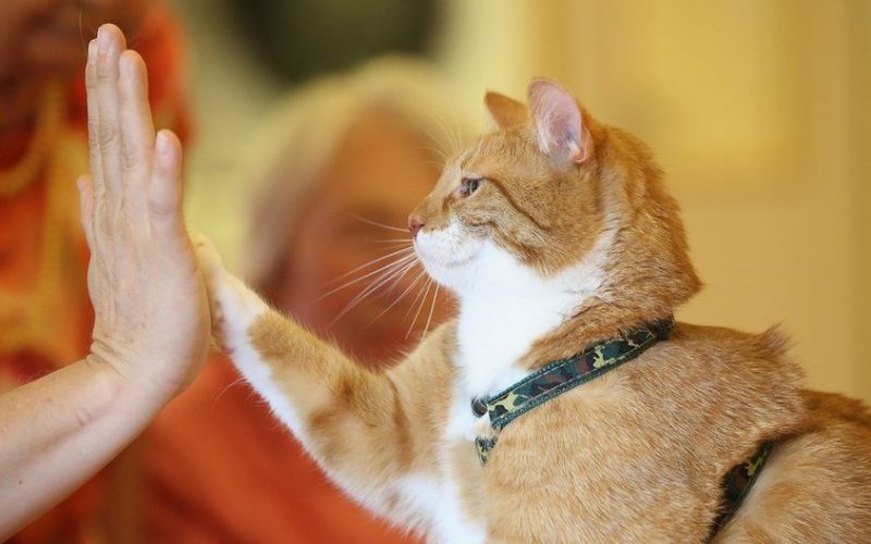 Kediler sizi anlar ama siz kedileri anlayamazsınız