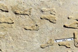 Amerika’da insana ait en eski ayak izleri bulundu