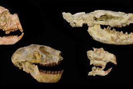 Atalarımız toplu yok oluştan nasıl kurtuldu?