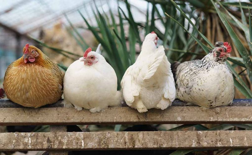 Hızlandırılmış evrimin en kesin kanıtı tavuk