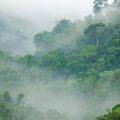 Homo sapiens yağmur ormanlarında nasıl hayatta kalabildi?