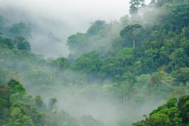 Homo sapiens yağmur ormanlarında nasıl hayatta kalabildi?