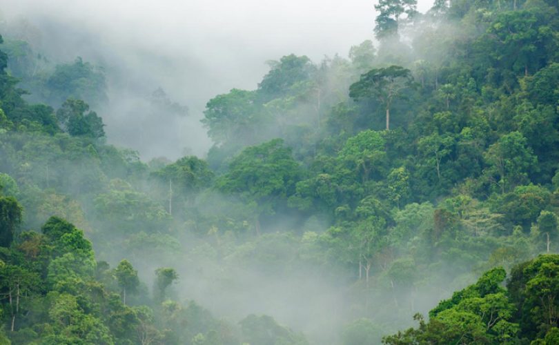 Homo sapiens yağmur ormanlarında nasıl hayatta kalabildi?