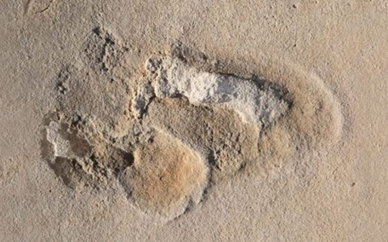 İnsana ait en eski ayak izleri mi?