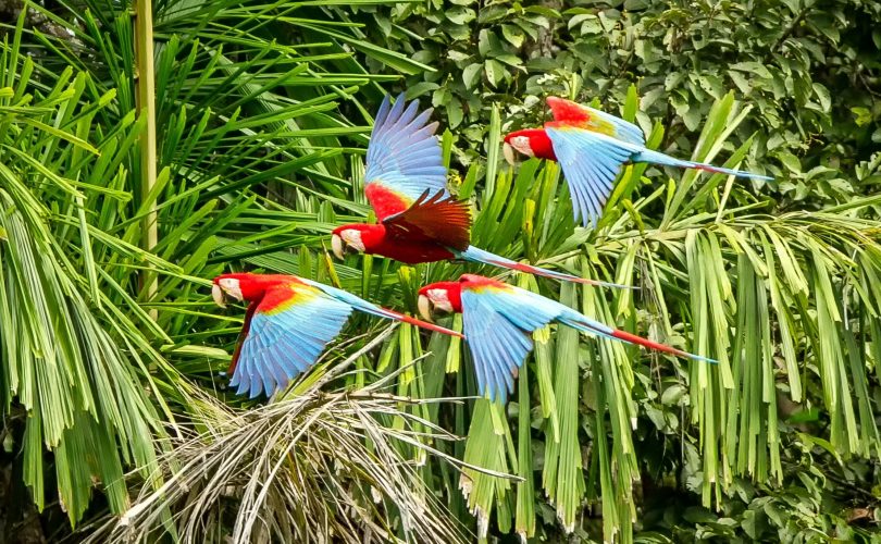 İklim değişimi yüzünden Amazon’daki kuşlar küçüldü
