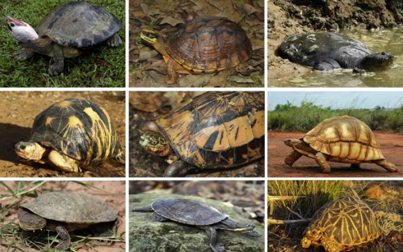 Kaplumbağa türlerinin yarısı yok olma tehlikesiyle karşı karşıya