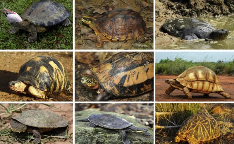Kaplumbağa türlerinin yarısı yok olma tehlikesiyle karşı karşıya