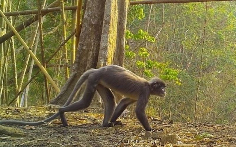 Asya’da ‘hayalet maymunun’ da dahil olduğu 224 yeni canlı türü keşfedildi