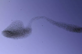 İsrail üzerinde binlerce sığırcık ‘bükülmüş kaşık’ sürüsü oluşturuyor