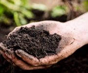 Bol mantarlı topraklar daha fazla karbon depolayabiliyor