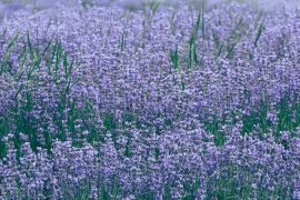 Dünyanın en eski çiçek tomurcuğu fosili