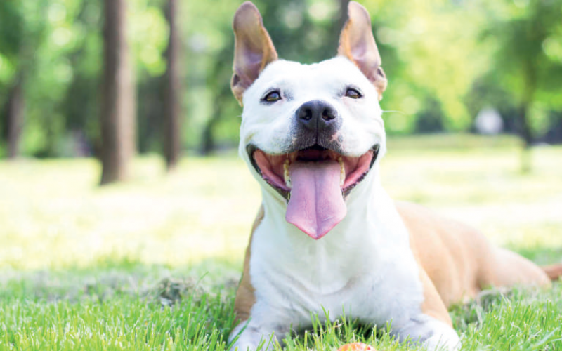 Köpekler bize gerçekten gülümsüyor mu?