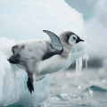 İklim değişikliği penguen nüfusunu tehdit ediyor