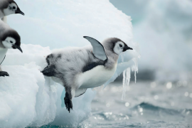 İklim değişikliği penguen nüfusunu tehdit ediyor