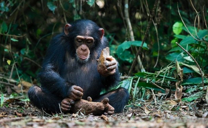 Şempanzeler alet kullanmayı sadece bakarak öğreniyorlar