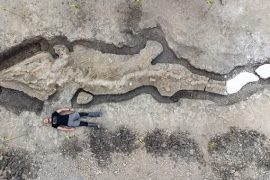 İngiltere’de dev bir İhtiyozor fosili bulundu