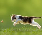 Evcilleştirme kedilerin beyinlerini küçültmüş